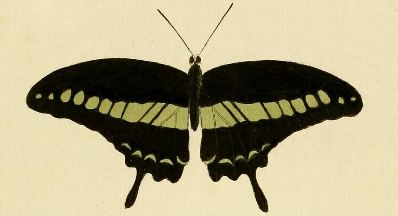 banded swallowtail (Papilio demolion); DISPLAY FULL IMAGE.