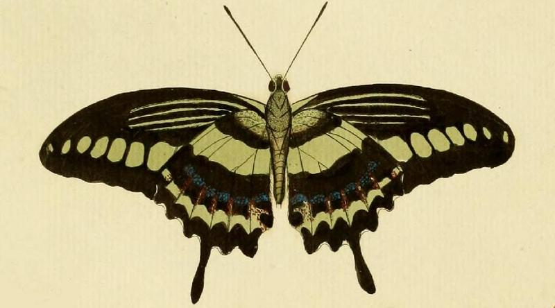 banded swallowtail (Papilio demolion); DISPLAY FULL IMAGE.