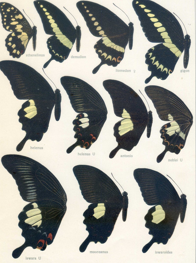 banded swallowtail (Papilio demolion), Papilio gigon, great Helen (Papilio iswara), red Helen (Papilio helenus); DISPLAY FULL IMAGE.