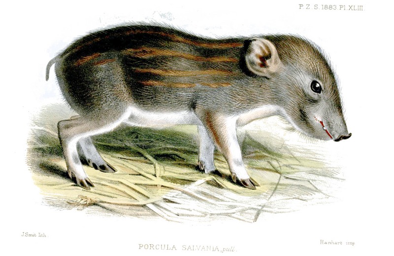 pygmy hog (Porcula salvania); DISPLAY FULL IMAGE.