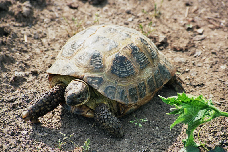 Russian tortoise (Agrionemys horsfieldii); DISPLAY FULL IMAGE.