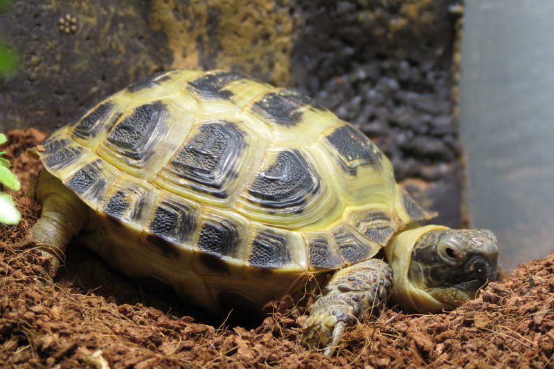 Russian tortoise (Agrionemys horsfieldii); DISPLAY FULL IMAGE.