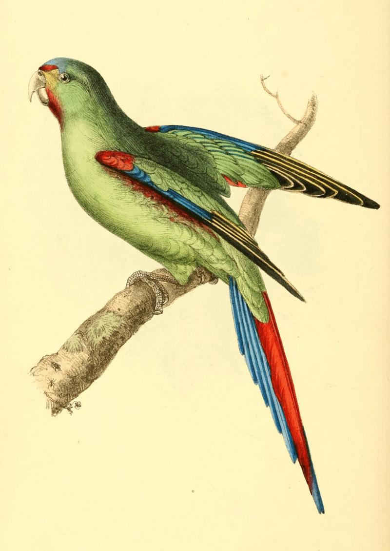 swift parrot (Lathamus discolor); DISPLAY FULL IMAGE.
