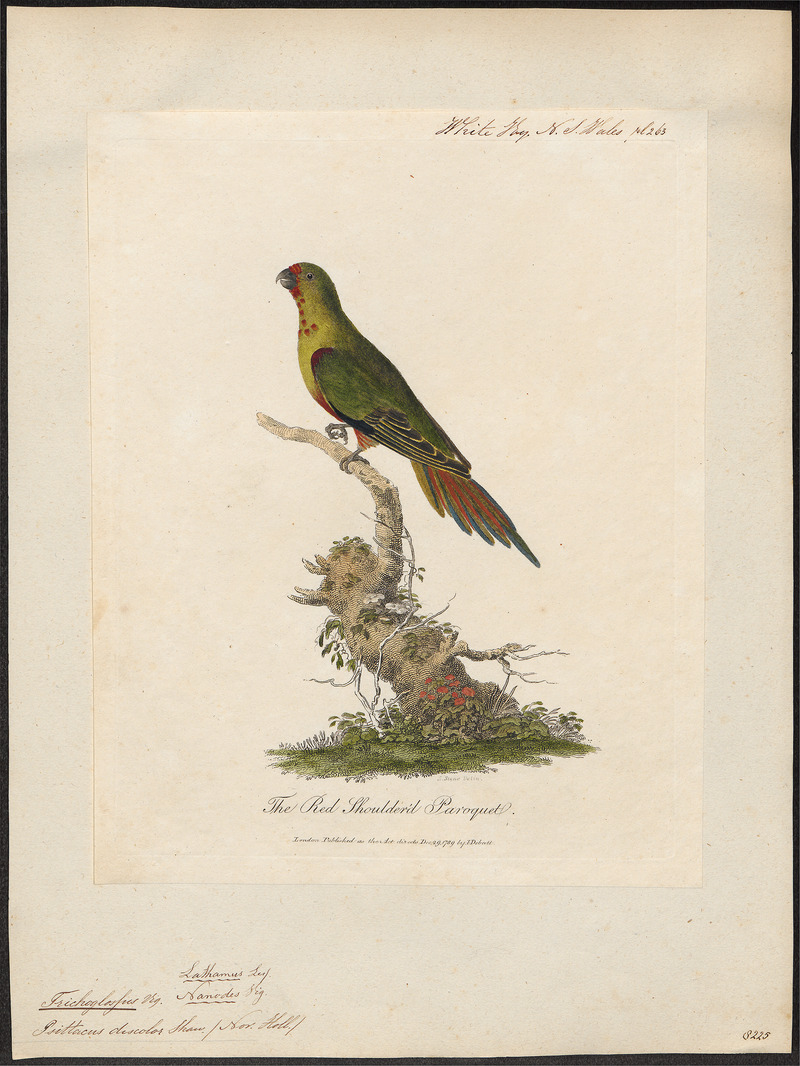 swift parrot (Lathamus discolor); DISPLAY FULL IMAGE.