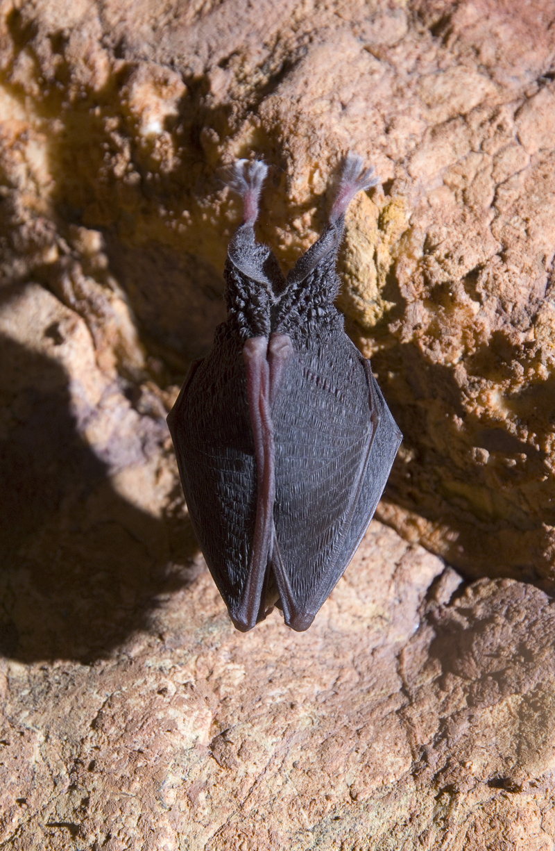 lesser horseshoe bat (Rhinolophus hipposideros); DISPLAY FULL IMAGE.