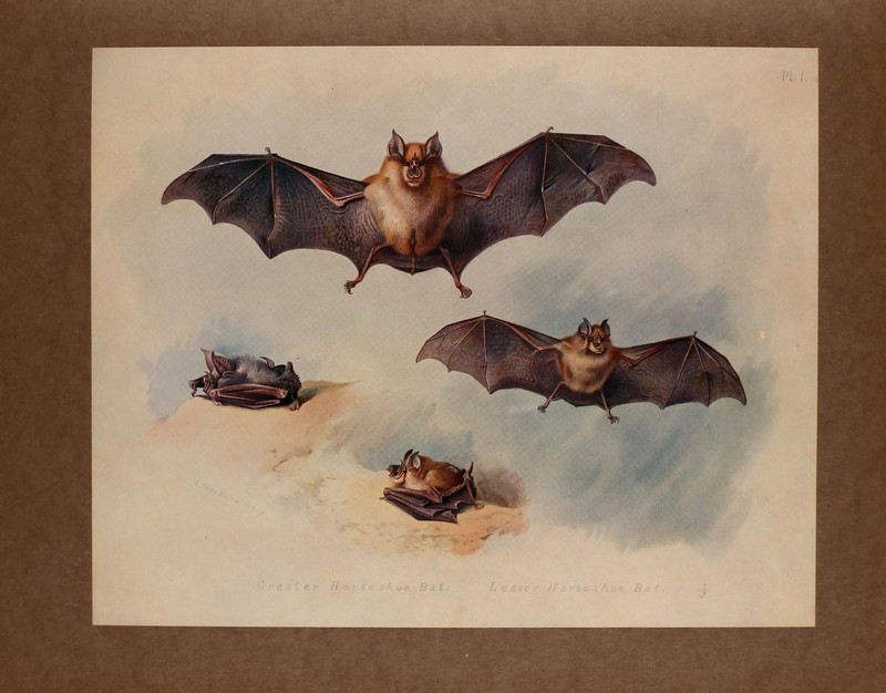 greater horseshoe bat (Rhinolophus ferrumequinum), lesser horseshoe bat (Rhinolophus hipposideros); DISPLAY FULL IMAGE.