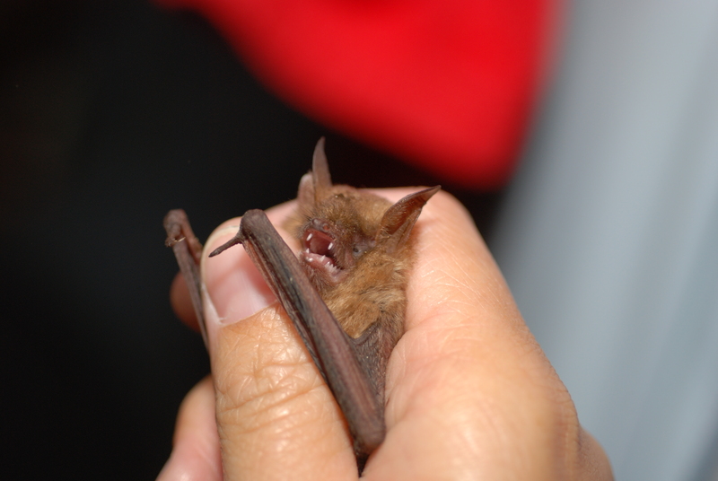 Geoffroy's bat (Myotis emarginatus); DISPLAY FULL IMAGE.