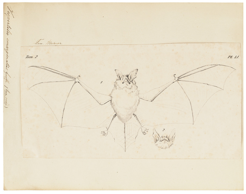 Geoffroy's bat (Myotis emarginatus); DISPLAY FULL IMAGE.