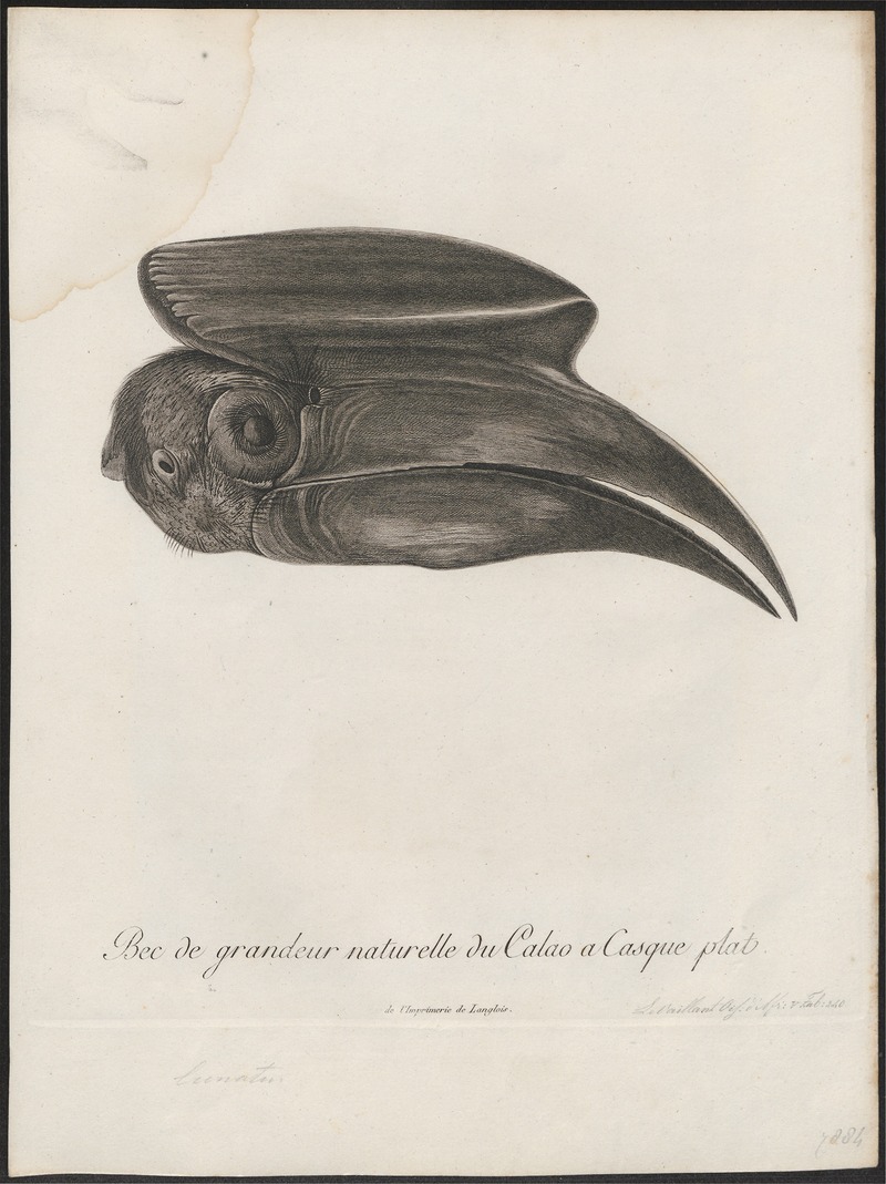 rufous hornbill (Buceros hydrocorax); DISPLAY FULL IMAGE.