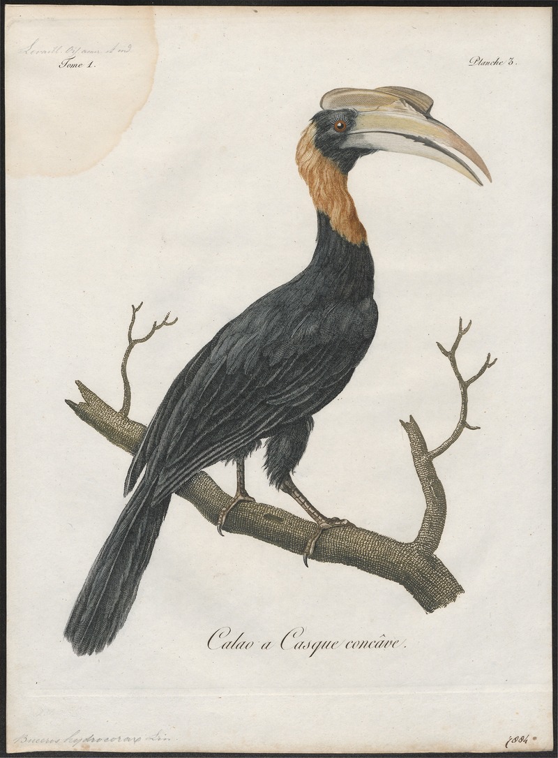 rufous hornbill (Buceros hydrocorax); DISPLAY FULL IMAGE.