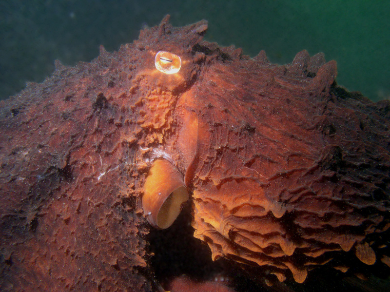 Giant Pacific octopus (Enteroctopus dofleini); DISPLAY FULL IMAGE.
