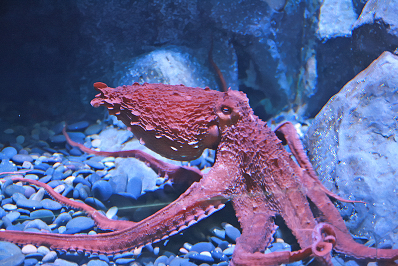Giant Pacific octopus (Enteroctopus dofleini); DISPLAY FULL IMAGE.