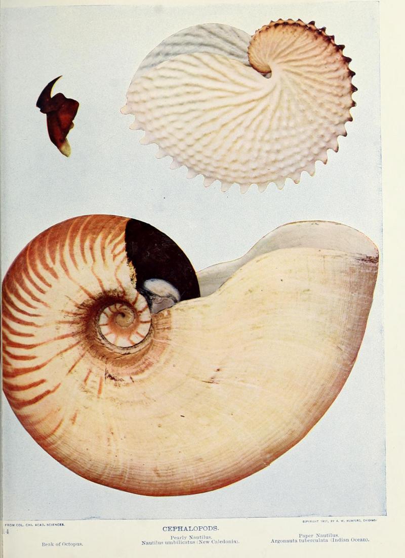 knobbed argonaut (Argonauta nodosa), crusty nautilus (Allonautilus scrobiculatus); DISPLAY FULL IMAGE.