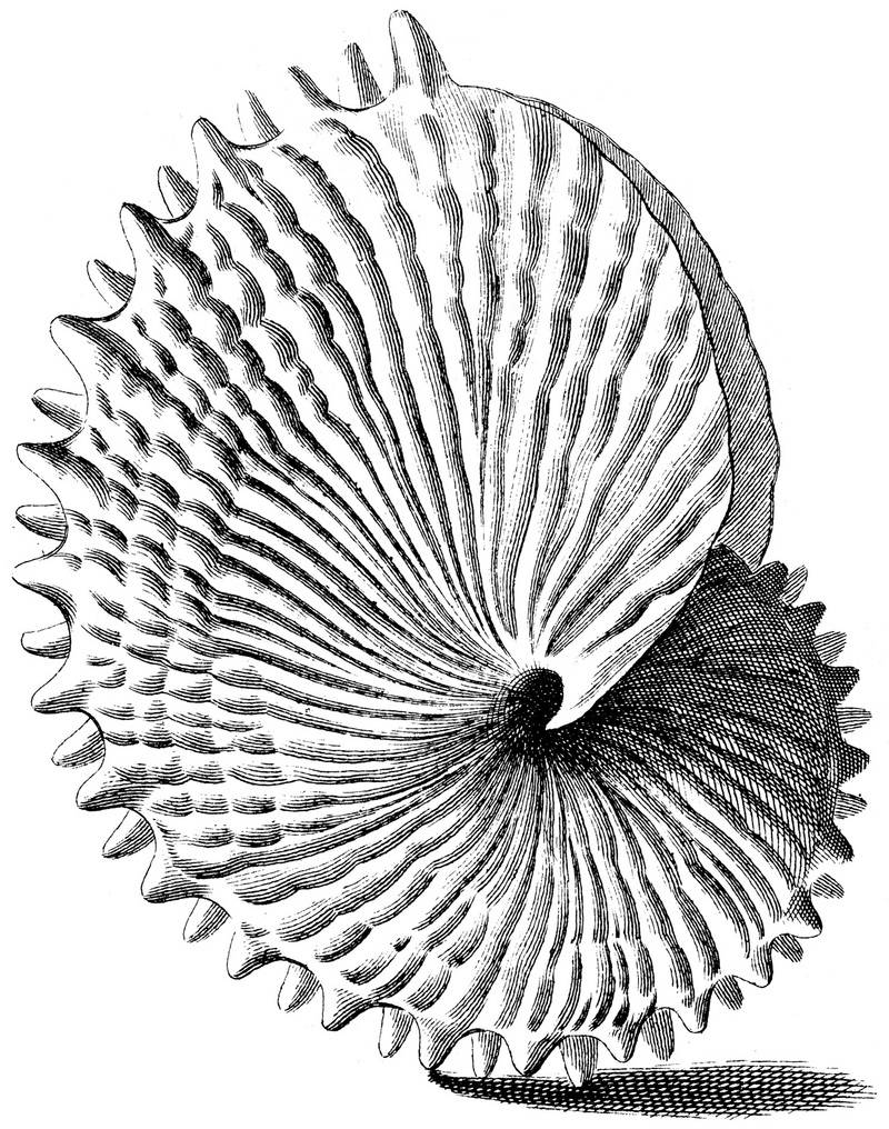 knobbed argonaut (Argonauta nodosa); DISPLAY FULL IMAGE.