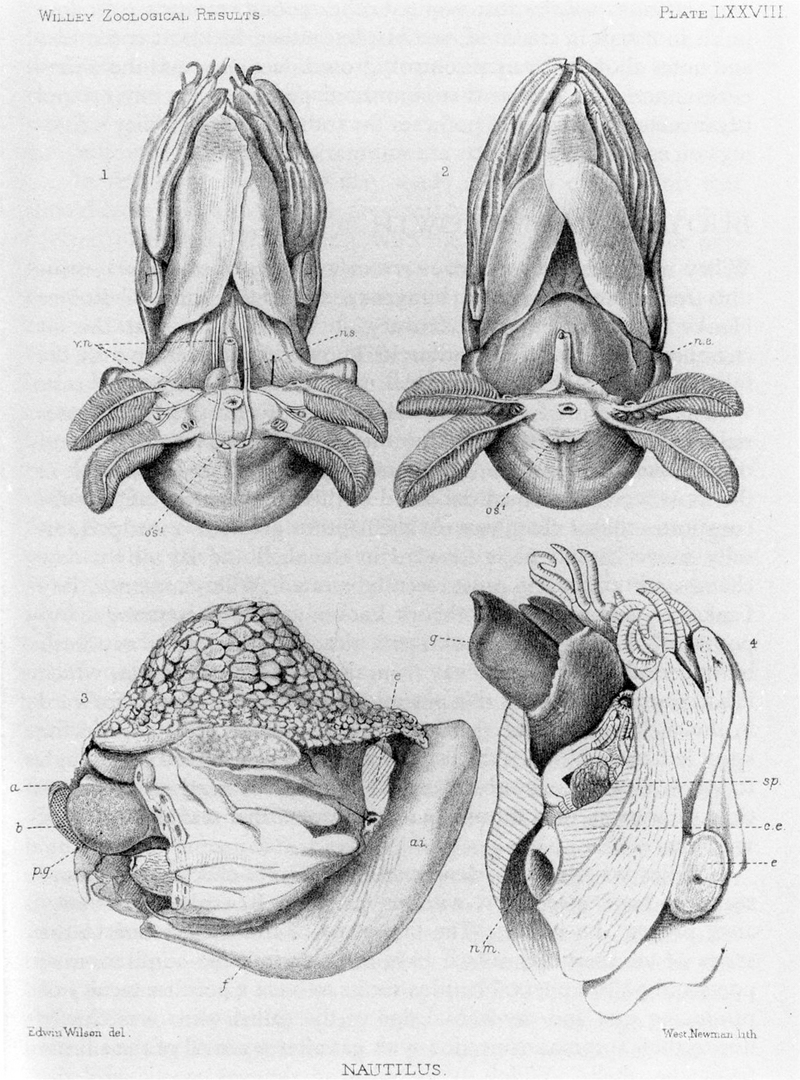 crusty nautilus (Allonautilus scrobiculatus); DISPLAY FULL IMAGE.