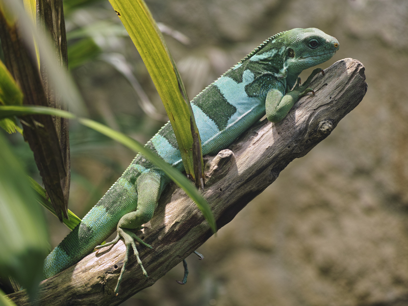 Fiji banded iguana (Brachylophus fasciatus); DISPLAY FULL IMAGE.