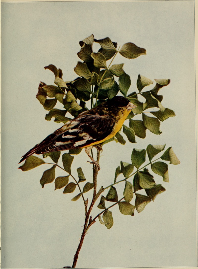 lesser goldfinch (Spinus psaltria); DISPLAY FULL IMAGE.