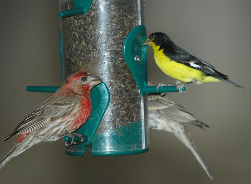 lesser goldfinch (Spinus psaltria), house finch (Haemorhous mexicanus); DISPLAY FULL IMAGE.