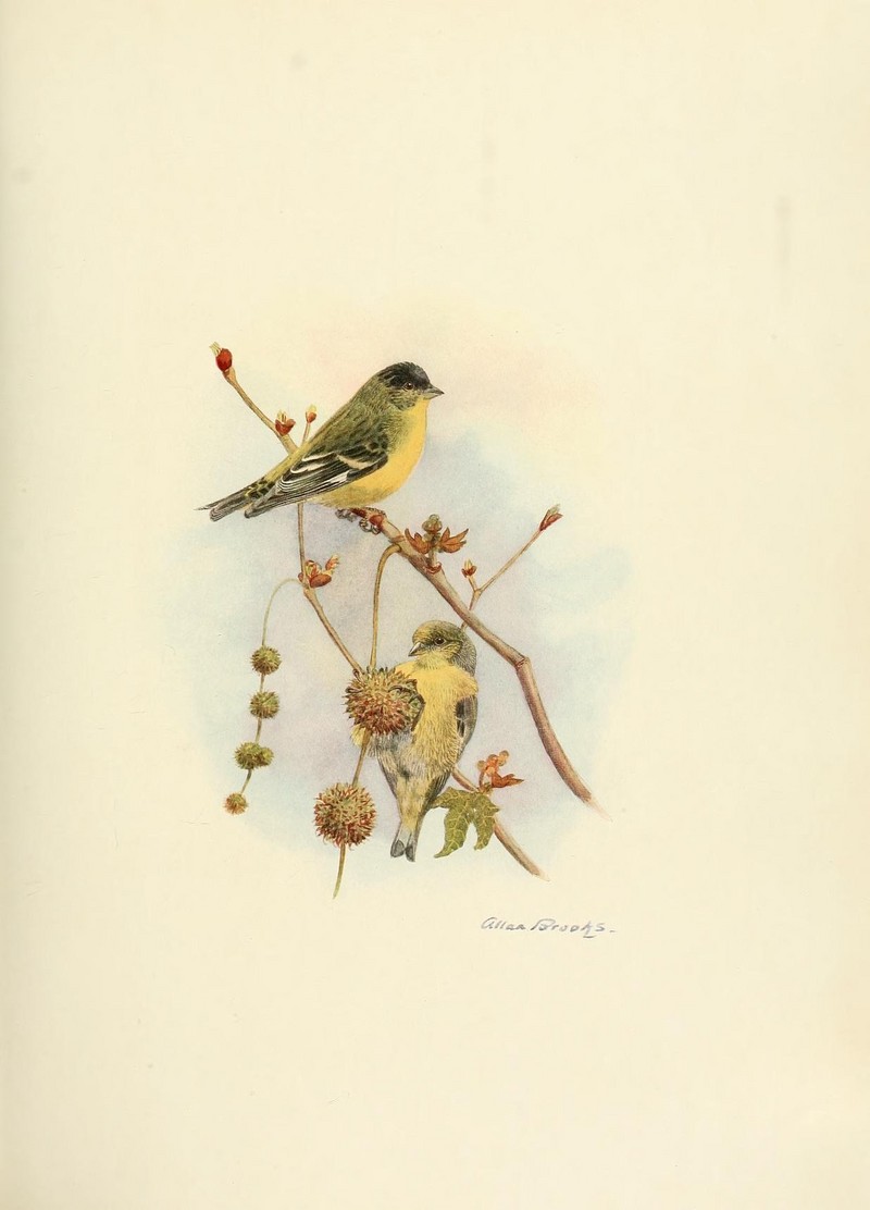 lesser goldfinch (Spinus psaltria hesperophilus); DISPLAY FULL IMAGE.
