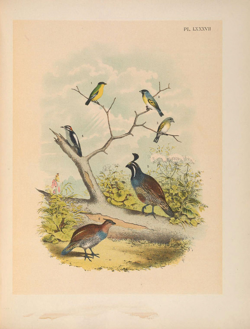 lesser goldfinch (Spinus psaltria), Lawrence's goldfinch (Spinus lawrencei), downy woodpecker (Dryobates pubescens), California quail (Callipepla californica); DISPLAY FULL IMAGE.