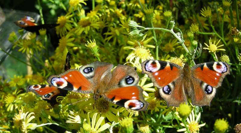 European peacock butterfly (Aglais io); DISPLAY FULL IMAGE.