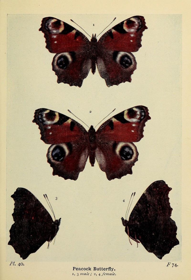 European peacock butterfly (Aglais io); DISPLAY FULL IMAGE.