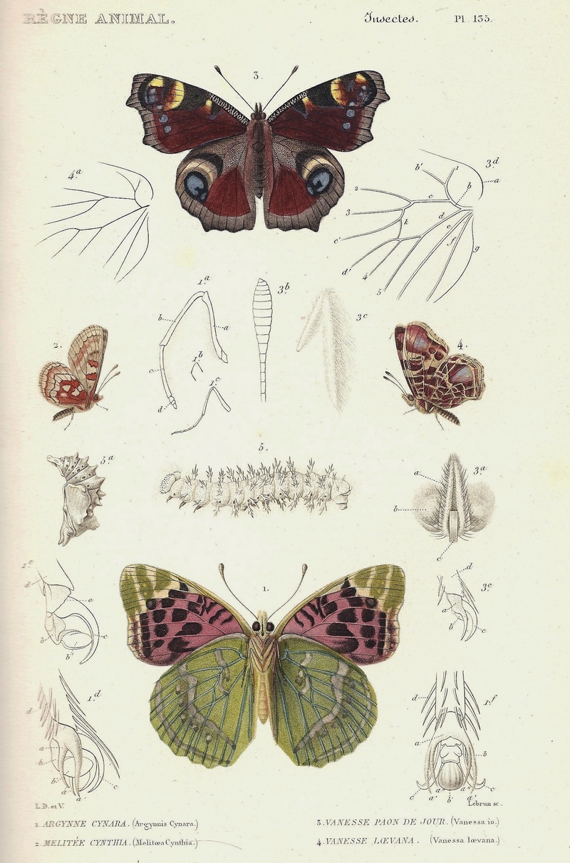 cardinal butterfly (Argynnis pandora), Cynthia's fritillary (Euphydryas cynthia), European peacock (Aglais io), map butterfly (Araschnia levana); DISPLAY FULL IMAGE.