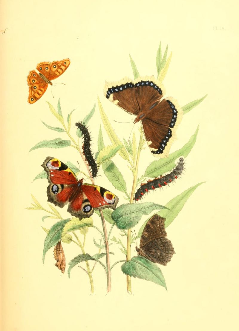 European peacock butterfly (Aglais io), Camberwell beauty (Nymphalis antiopa); DISPLAY FULL IMAGE.