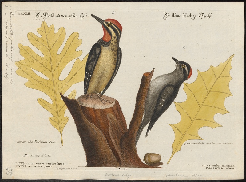 downy woodpecker (Dryobates pubescens); DISPLAY FULL IMAGE.