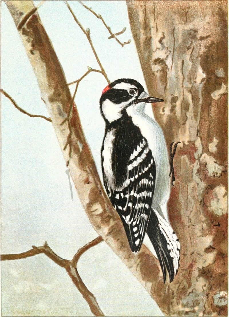 downy woodpecker (Dryobates pubescens); DISPLAY FULL IMAGE.