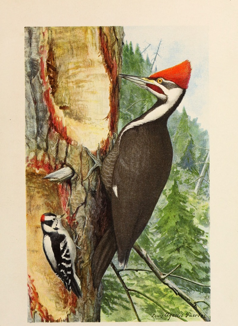pileated woodpecker (Dryocopus pileatus), downy woodpecker (Dryobates pubescens); DISPLAY FULL IMAGE.