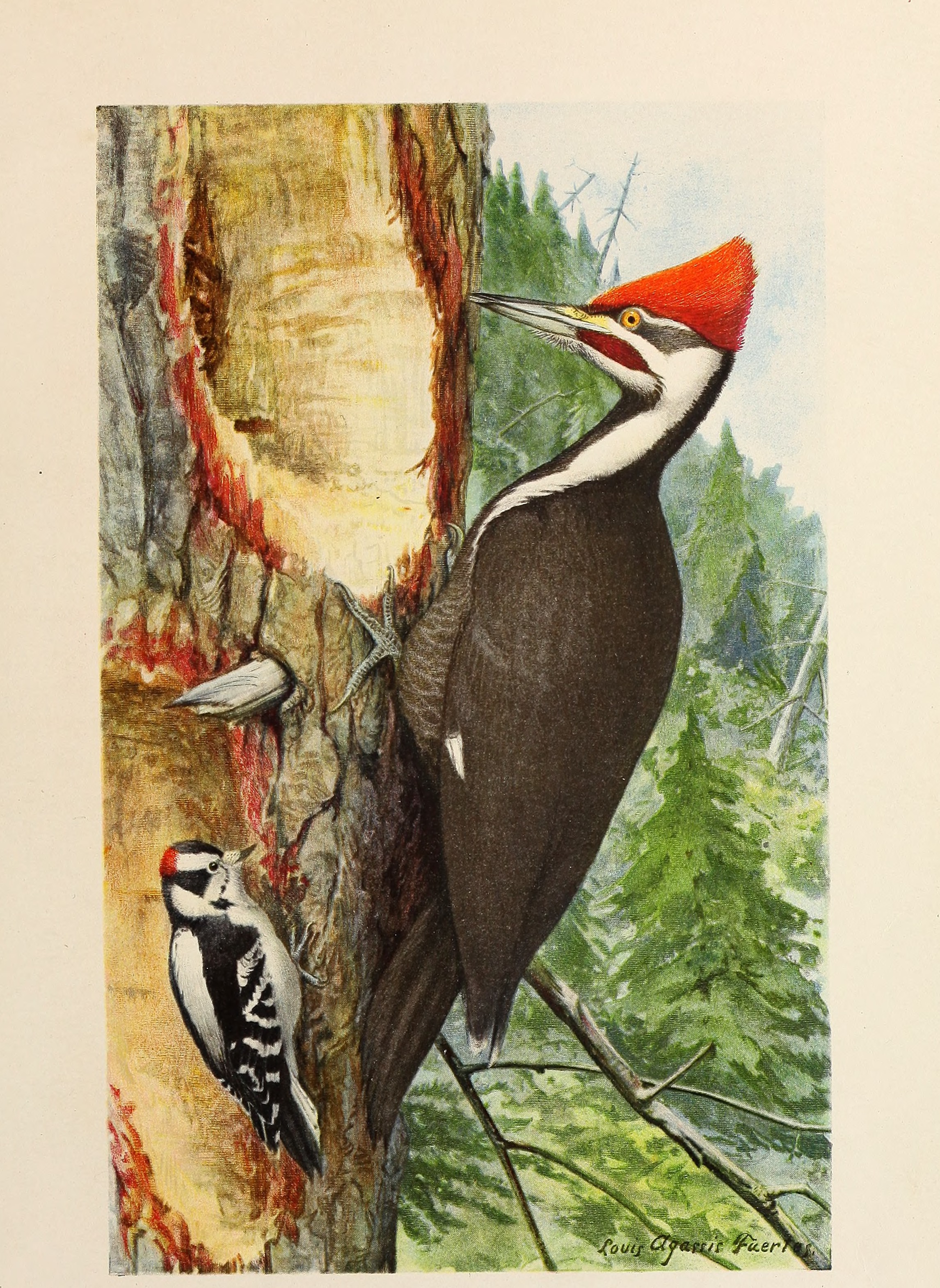 pileated woodpecker (Dryocopus pileatus), downy woodpecker (Dryobates pubescens); Image ONLY