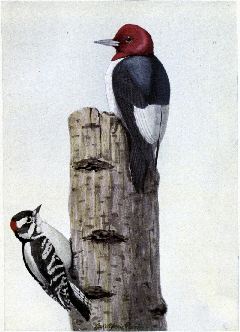 red-headed woodpecker (Melanerpes erythrocephalus), downy woodpecker (Dryobates pubescens); DISPLAY FULL IMAGE.