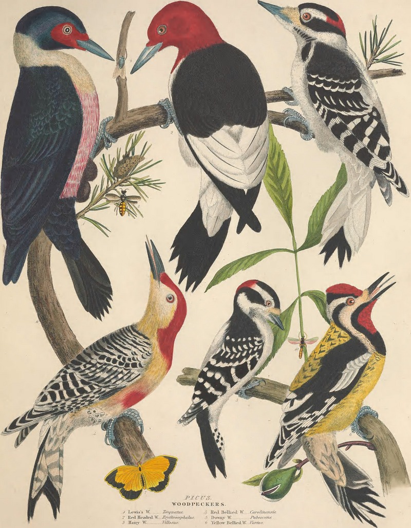 Lewis's woodpecker (Melanerpes lewis), red-headed woodpecker (Melanerpes erythrocephalus), hairy woodpecker (Leuconotopicus villosus), red-bellied woodpecker (Melanerpes carolinus), downy woodpecker (Dryobates pubescens), yellow-bellied sapsucker (Sphyrapicus varius); DISPLAY FULL IMAGE.