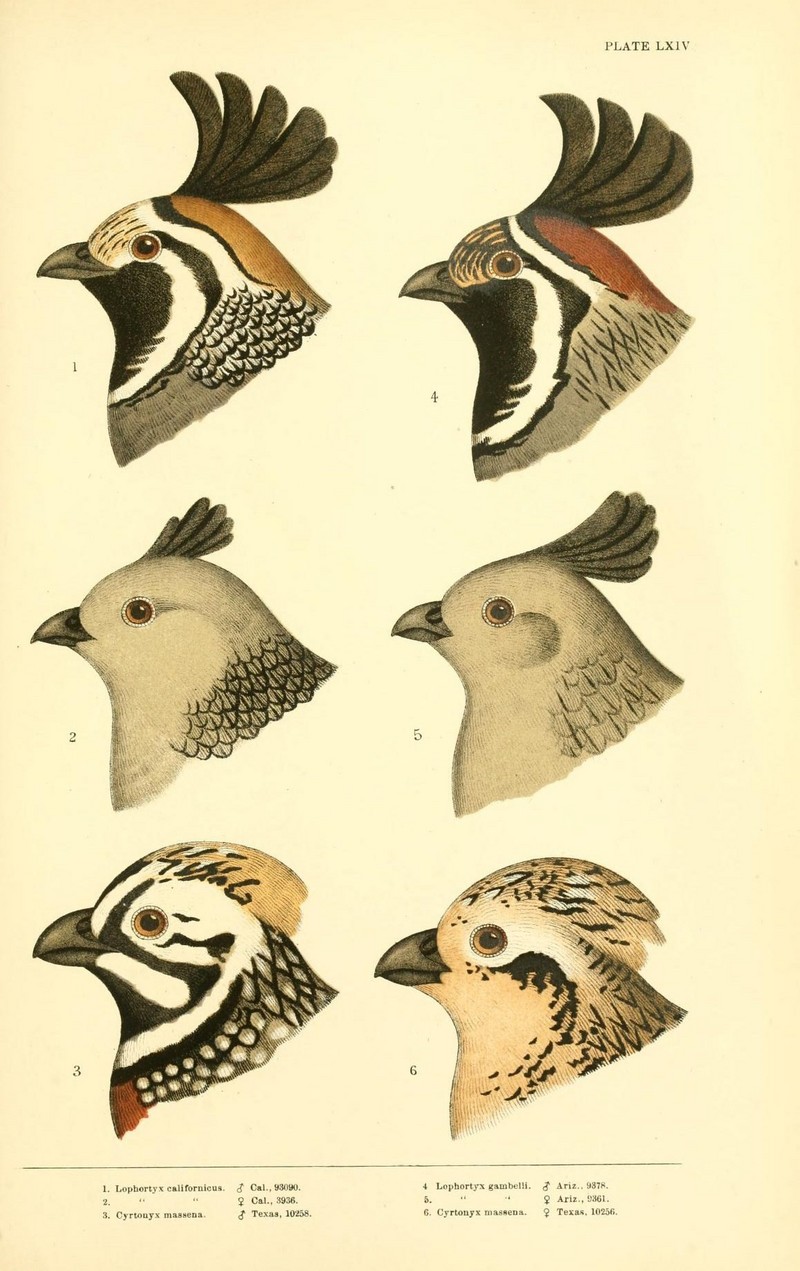California valley quail (Callipepla californica), Gambel's quail (Callipepla gambelii), Montezuma quail (Cyrtonyx montezumae); DISPLAY FULL IMAGE.
