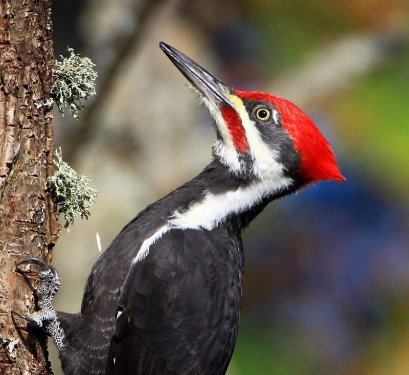 pileated woodpecker (Dryocopus pileatus); DISPLAY FULL IMAGE.
