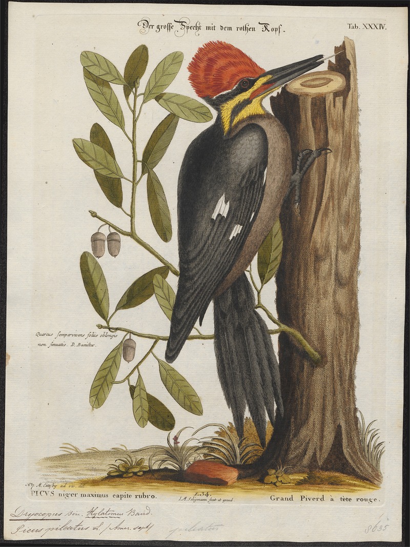 pileated woodpecker (Dryocopus pileatus); DISPLAY FULL IMAGE.