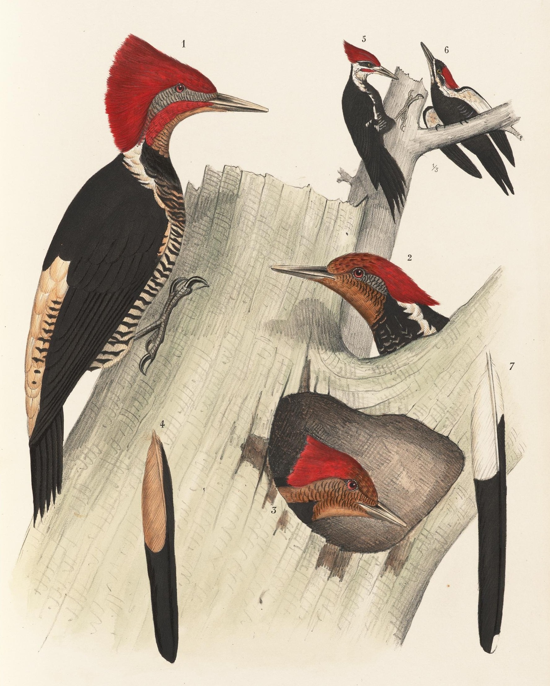 helmeted woodpecker (Celeus galeatus), pileated woodpecker (Dryocopus pileatus); Image ONLY