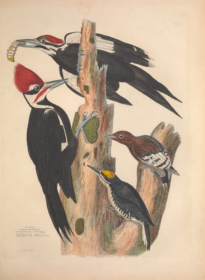 pileated woodpecker (Dryocopus pileatus), black-backed woodpecker (Picoides arcticus), red-headed woodpecker (Melanerpes erythrocephalus); DISPLAY FULL IMAGE.