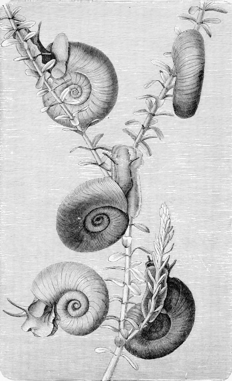 great ramshorn snail (Planorbarius corneus); DISPLAY FULL IMAGE.