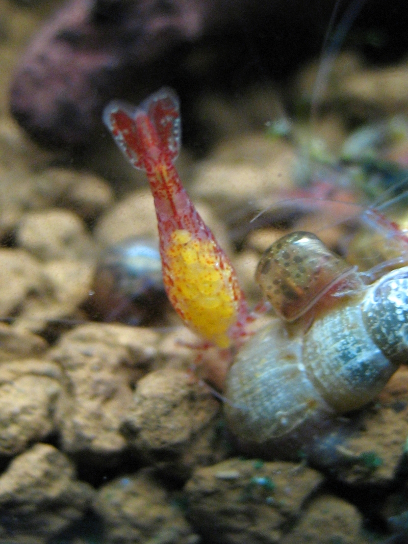 great ramshorn snail (Planorbarius corneus), red-rimmed melania (Melanoides tuberculata), cherry shrimp (Neocaridina davidi var. red); DISPLAY FULL IMAGE.