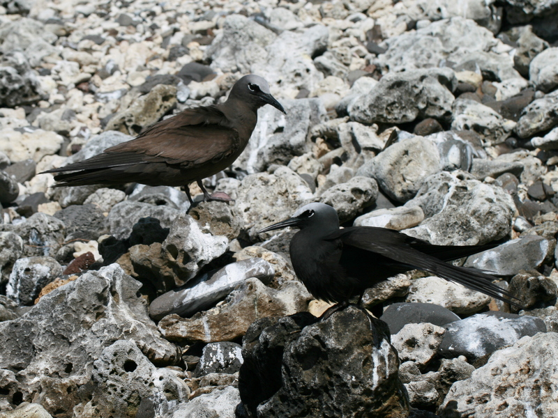 brown noddy (Anous stolidus), black noddy (Anous minutus); DISPLAY FULL IMAGE.