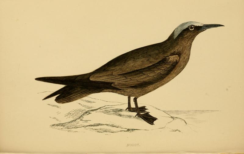 brown noddy, common noddy (Anous stolidus); DISPLAY FULL IMAGE.