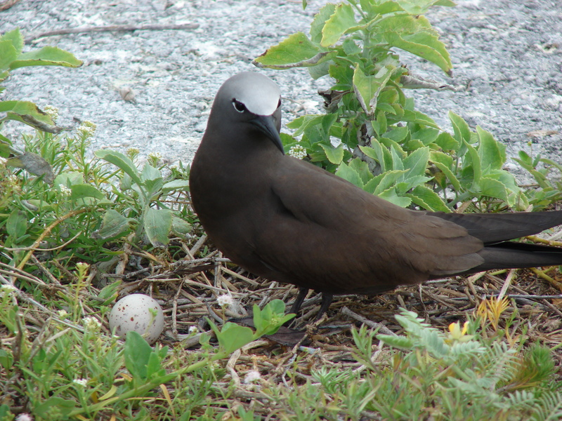 brown noddy, common noddy (Anous stolidus); DISPLAY FULL IMAGE.