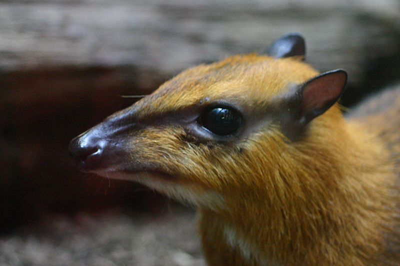 greater mouse-deer (Tragulus napu); DISPLAY FULL IMAGE.