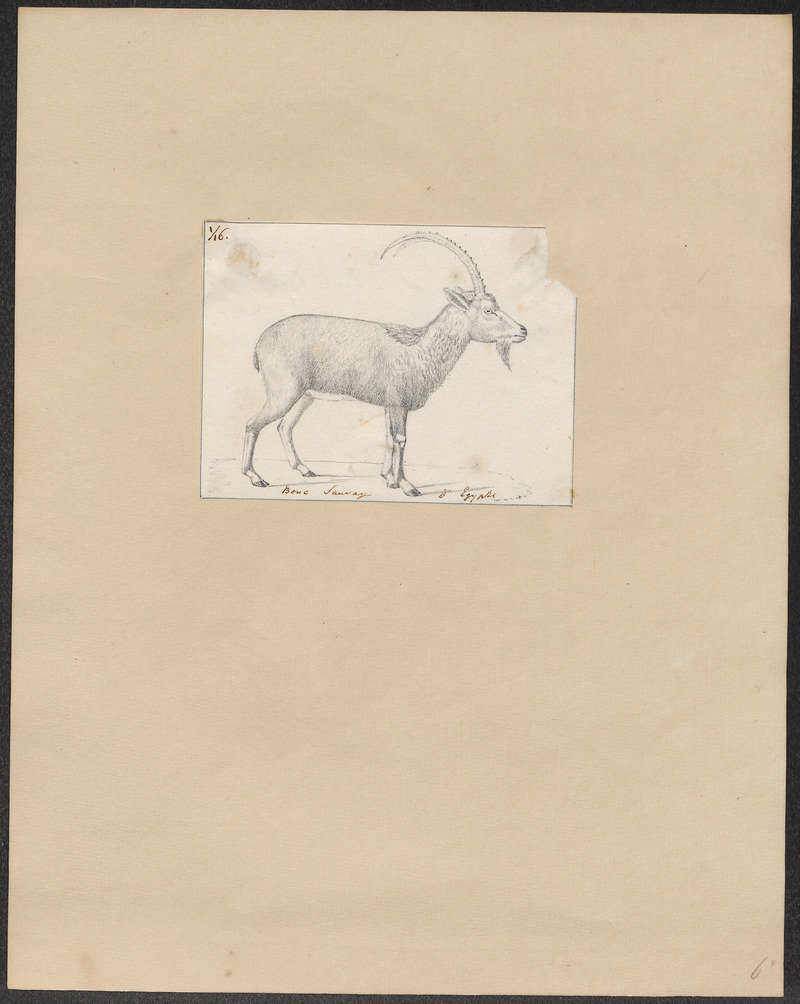 Nubian ibex (Capra nubiana); DISPLAY FULL IMAGE.