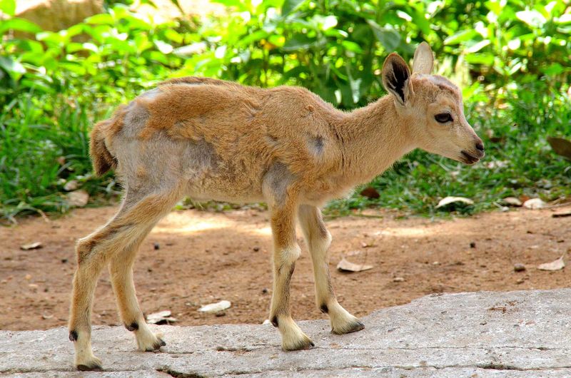 Nubian ibex (Capra nubiana); DISPLAY FULL IMAGE.
