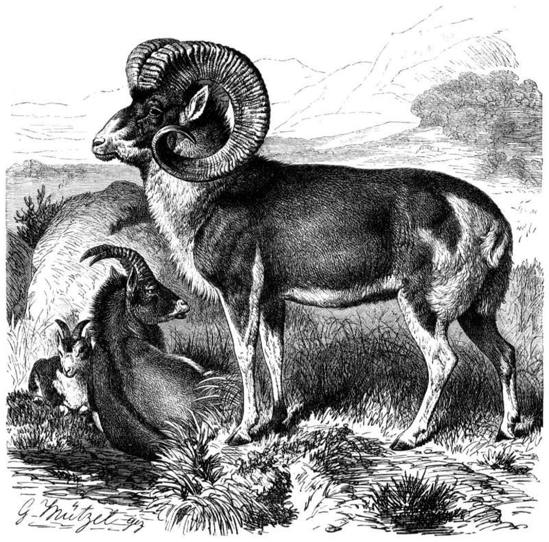 Marco Polo sheep (Ovis ammon polii); DISPLAY FULL IMAGE.