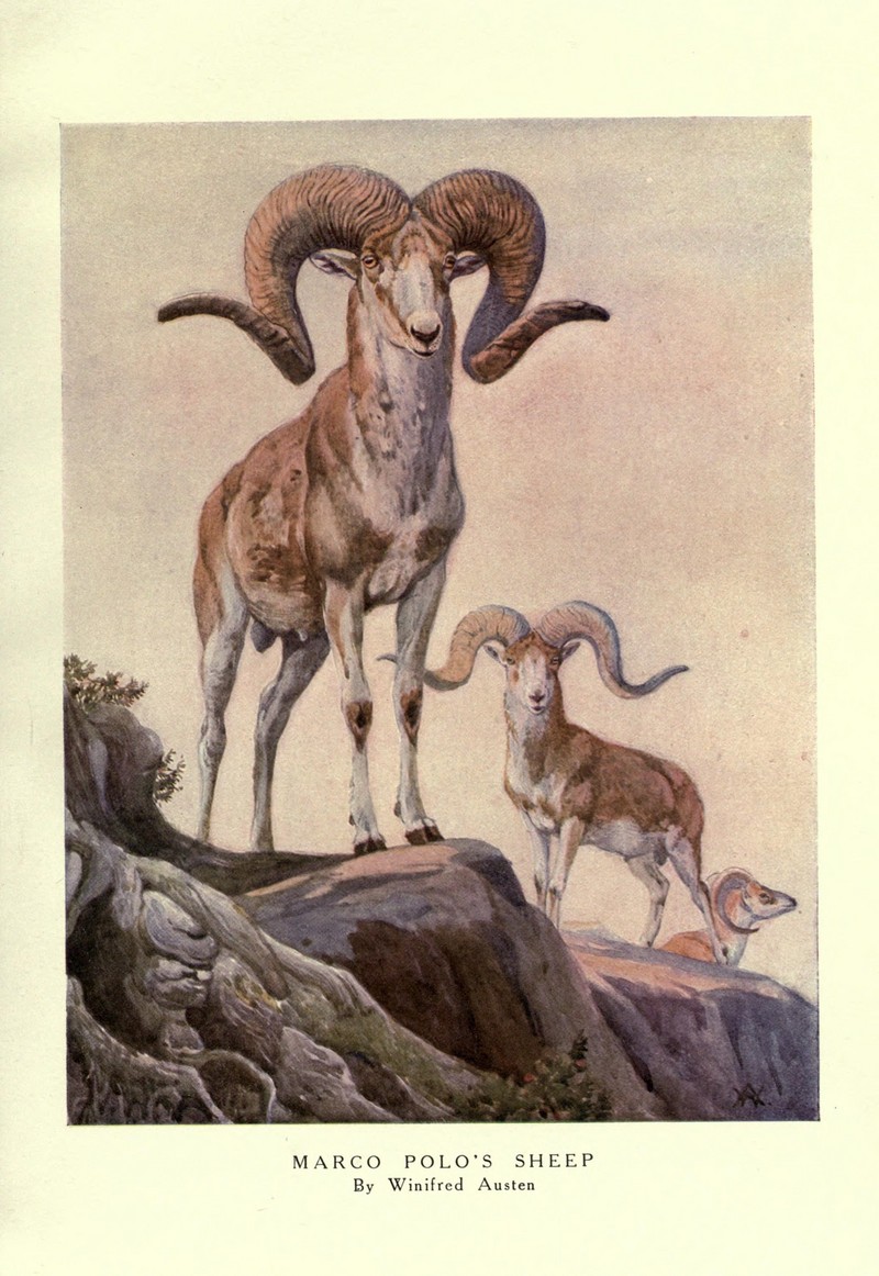 marco polo sheep horns