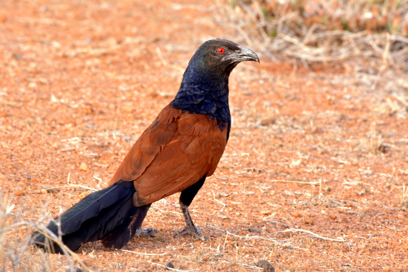 greater coucal (Centropus sinensis); DISPLAY FULL IMAGE.